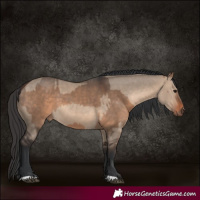 Horse Color:Brown Dun  and Brown Dun 