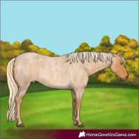 Horse Color:Palomino Roan 