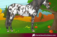 Horse Color:Plaid  Black Frame Appaloosa 