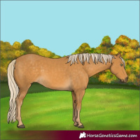 Horse Color:Palomino 