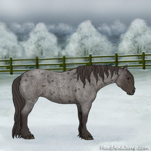 Horse Color:Smoky Blue Roan 