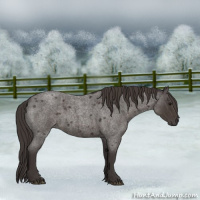 Horse Color:Smoky Blue Roan 