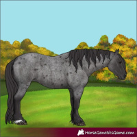 Horse Color:Smoky Blue Roan 