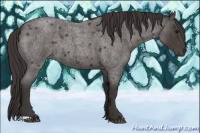Horse Color:Smoky Blue Roan