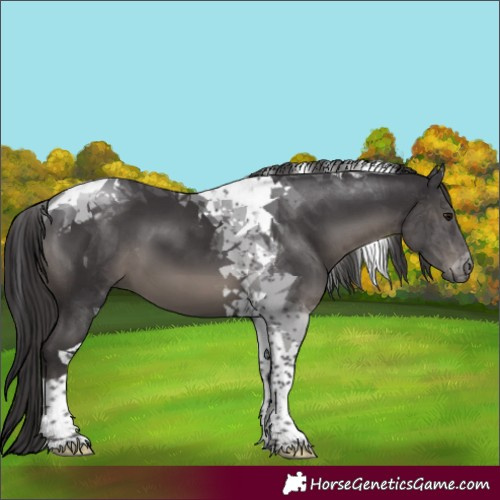 Horse Color:Platinum Smoky Black Tobiano 
