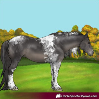 Horse Color:Platinum Smoky Black Tobiano 