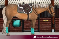 Horse Color:Chocolate Palomino 
