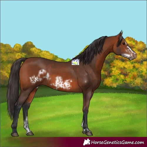 Horse Color:Bay  and Bay Frame 