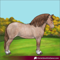 Horse Color:Blue Roan Pearl 