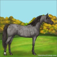 Horse Color:Smoky Blue Roan 