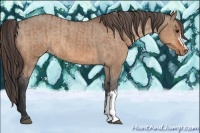 Horse Color:Bay Dun  and Bay Dun Appaloosa 
