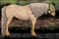 Horse Color:Palomino Roan 