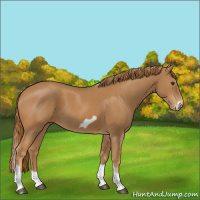 Horse Color:Chestnut Splash Frame 