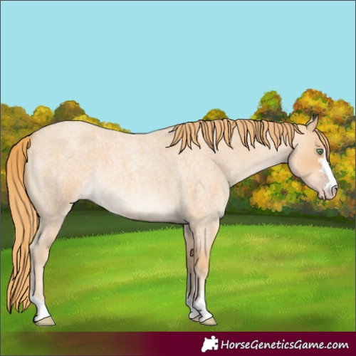 Horse Color:Gold Champagne Roan 