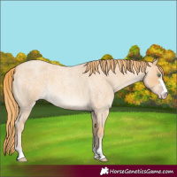 Horse Color:Gold Champagne Roan 