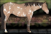 Horse Color:White Spotted Amber Champagne 
