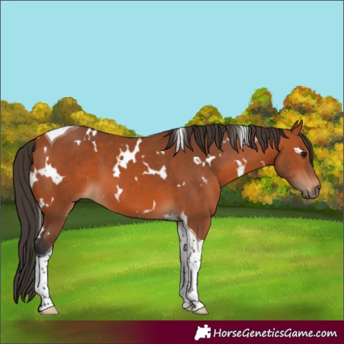 Horse Color:White Spotted Bay Tobiano 