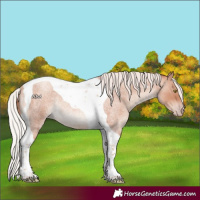 Horse Color:Silver Amber Champagne Roan Tobiano Rabicano 