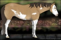 Horse Color:Buckskin Roan Splash Frame