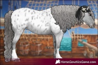 Horse Color:Blue Roan Appaloosa