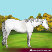 Horse Color:Gray Classic Cream Champagne Roan