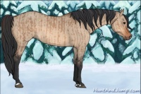 Horse Color:Brown Dun  and Brown Dun 