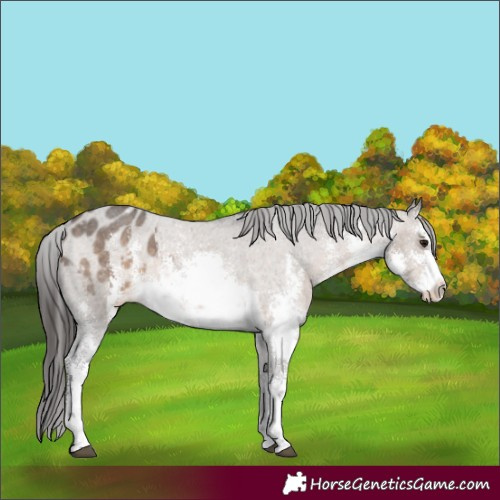Horse Color:White Spotted Brown Dun Sabino Appaloosa 
