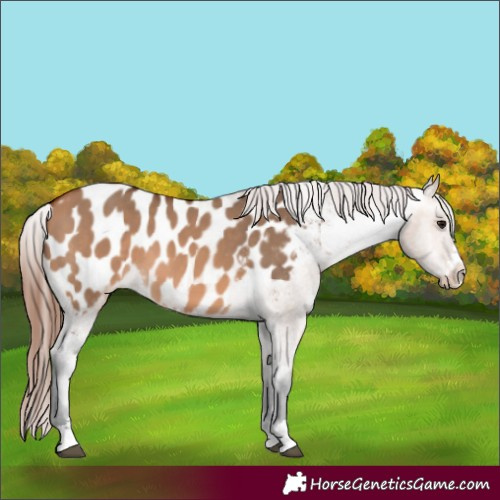 Horse Color:Bay Dun Blanket