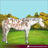 Horse Color:Bay Dun Blanket