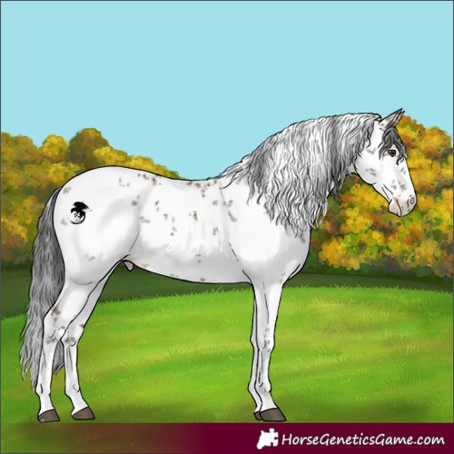 Horse Color:White Spotted Liver Red Dun Sabino Brindle 