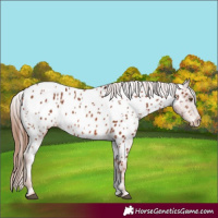 Horse Color:Chestnut Sabino Near Leopard
