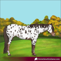 Horse Color:Liver Chestnut Sabino Appaloosa 