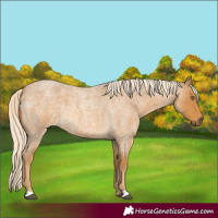 Horse Color:Palomino Roan 