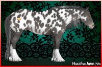Horse Color:Grullo Sabino Appaloosa