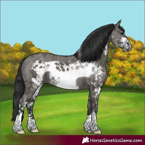 Horse Color:Grullo Sabino Frame 