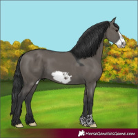 Horse Color:Grullo Frame