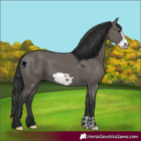 Horse Color:Grullo Frame 