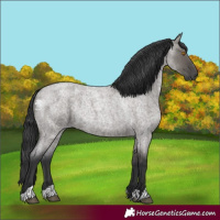 Horse Color:Grullo Roan 