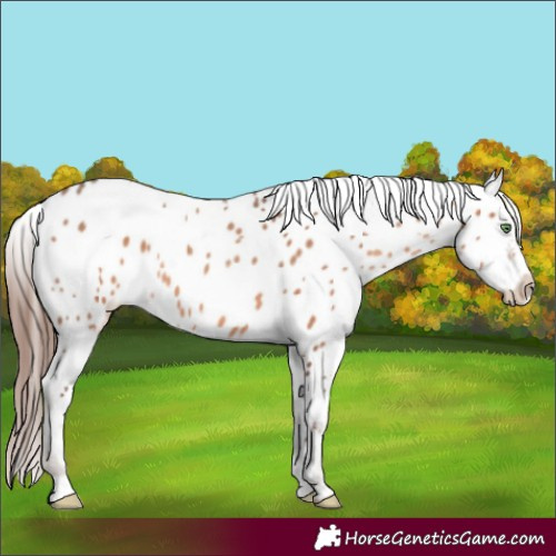 Horse Color:Sable Champagne Appaloosa 