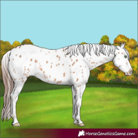 Horse Color:Sable Champagne Appaloosa