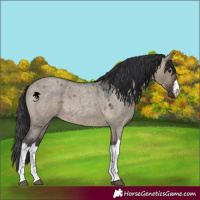 Horse Color:White Spotted Brown Roan Dun 