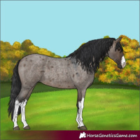Horse Color:White Spotted Brown Roan Dun 