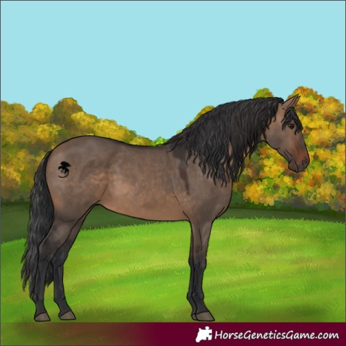 Horse Color:Brown Dun 