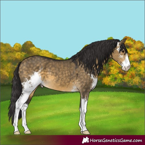 Horse Color:Buckskin Dun Sabino
