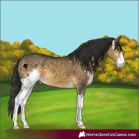 Horse Color:Buckskin Dun Sabino 
