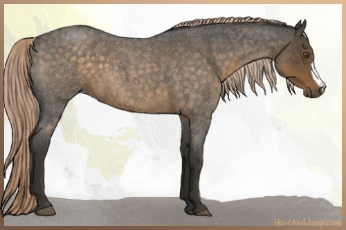 Horse Color:Chocolate Palomino Roan 