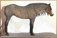 Horse Color:Chocolate Palomino Roan 