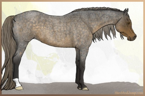 Horse Color:Chocolate Palomino Roan 
