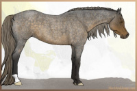 Horse Color:Chocolate Palomino Roan
