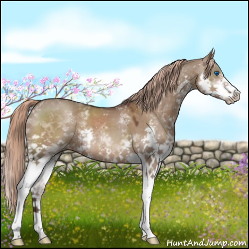 Horse Color:White Spotted Liver Red Dun Splash 